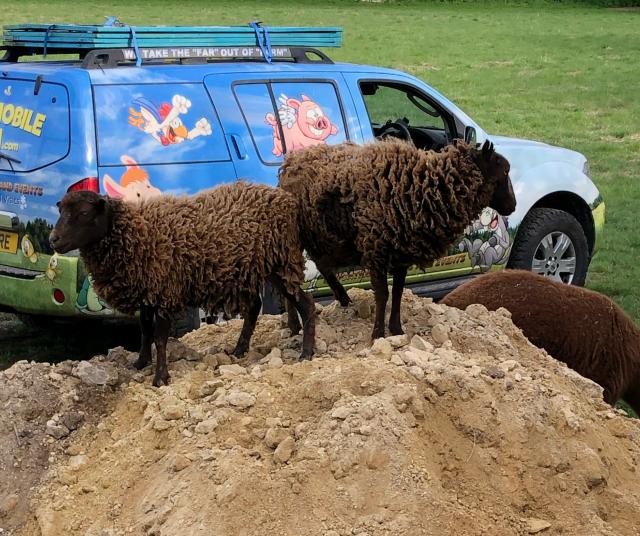 Ouessant sheep (pet sheep) smallest in world For Sale in Aberford