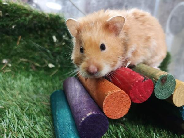 Help offered 4 hamsters and guinea pigs Service in Highbridge, Somerset