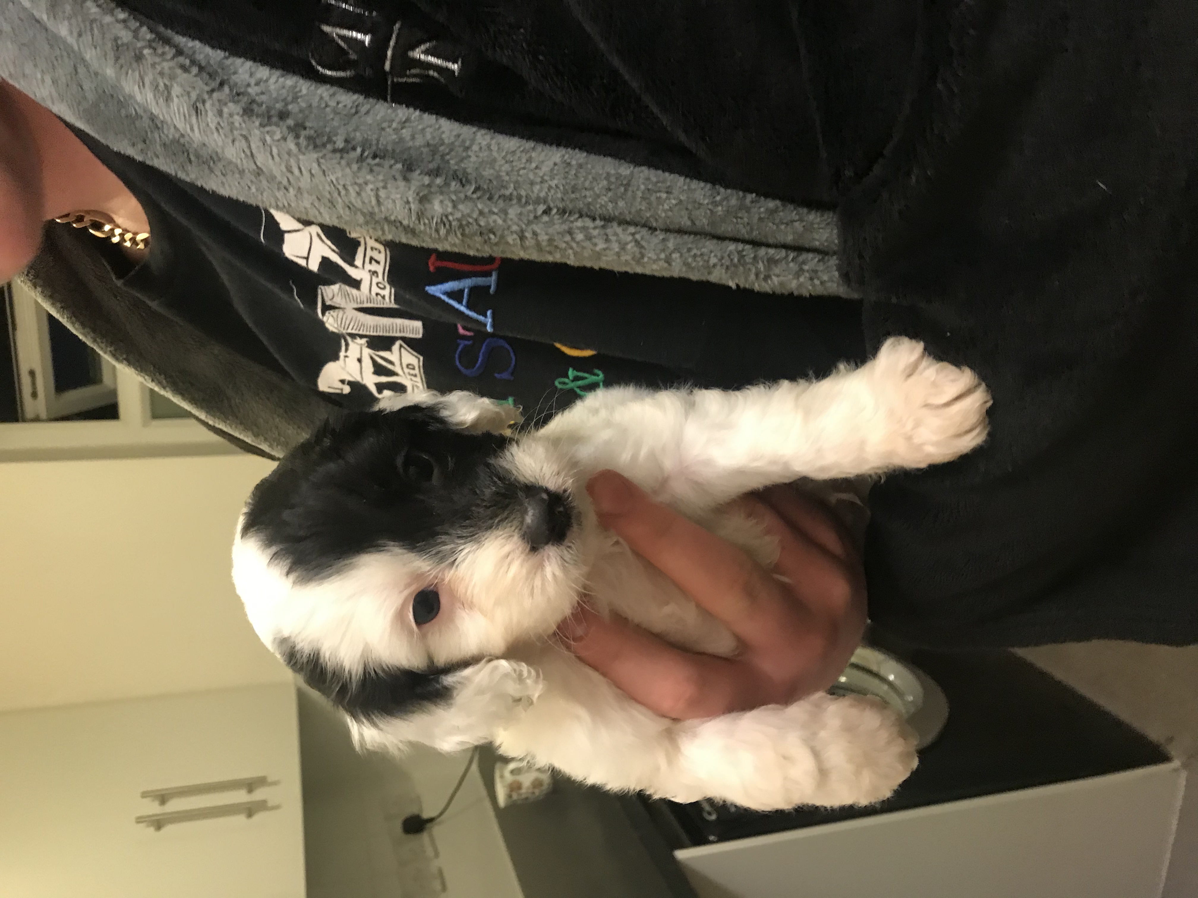 cavapoo puppies for sale yorkshire