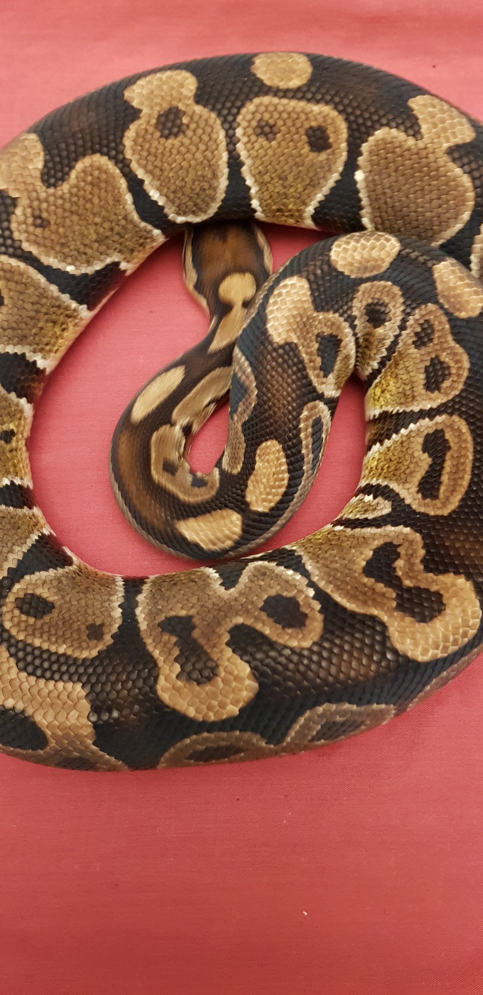 splunk phantom python splunk phantom python
