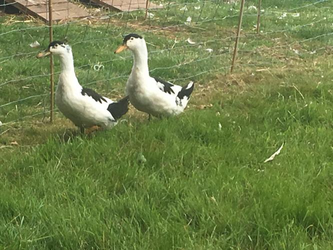 Magpie ducks For Sale in Balsall Common, Coventry Preloved