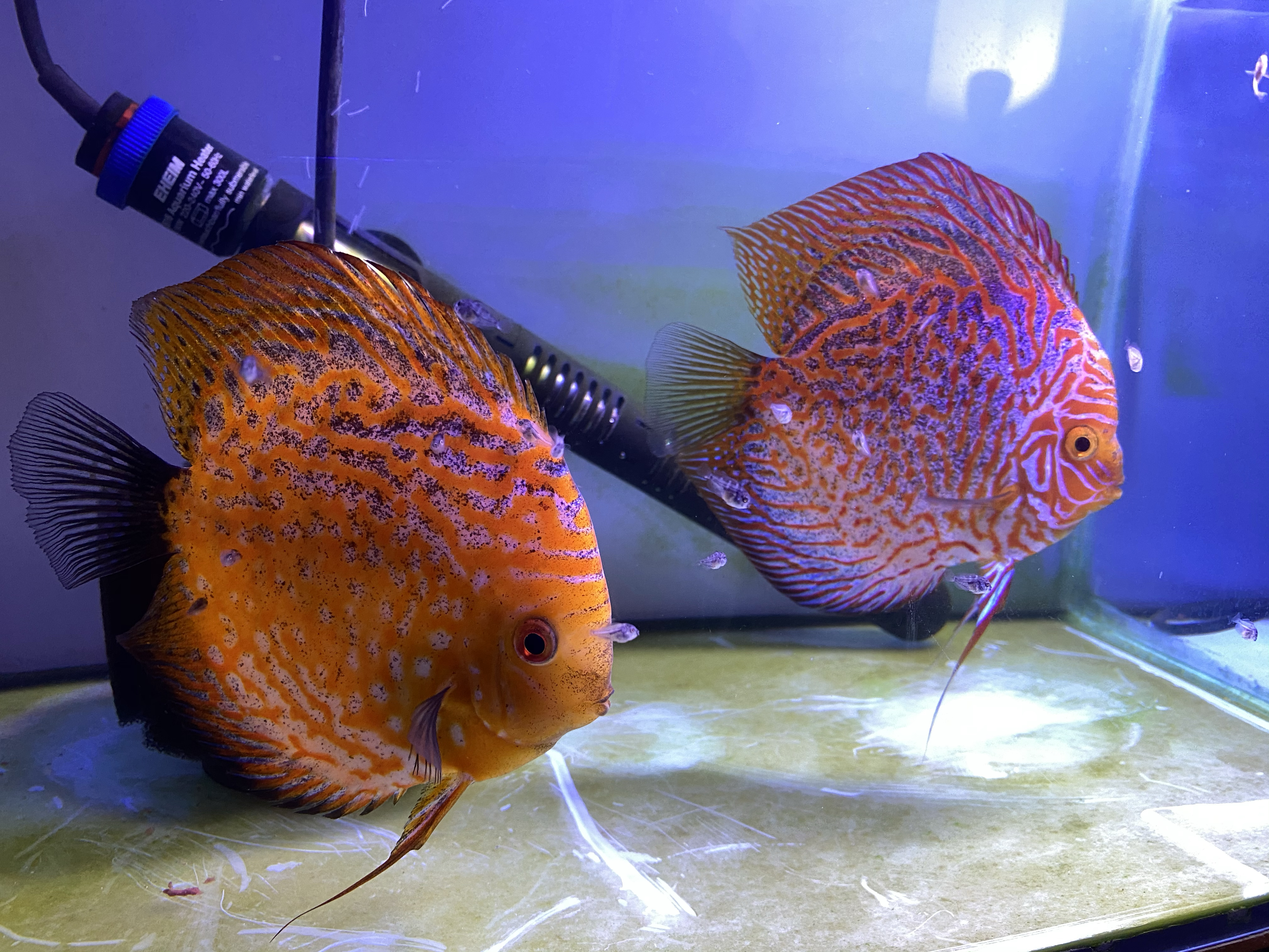 pigion blood discus pigion blood discus