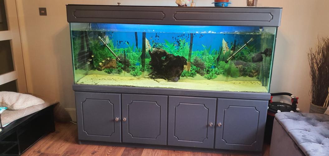 6 foot fish tank For Sale in Derfach, Wales | Preloved