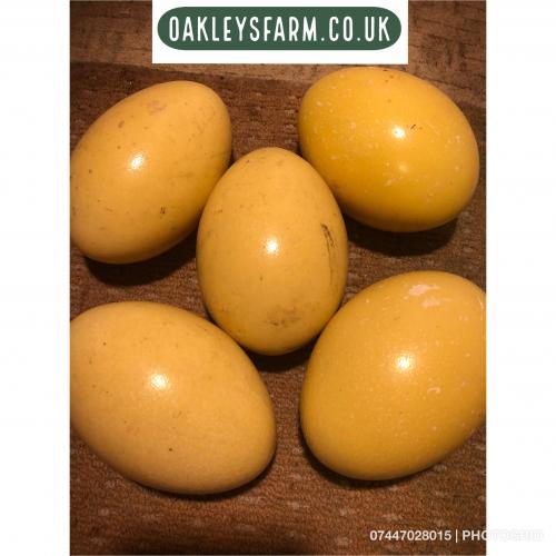 Rhea Hatching Eggs/ Rhea Chicks For Sale in Stokeontrent