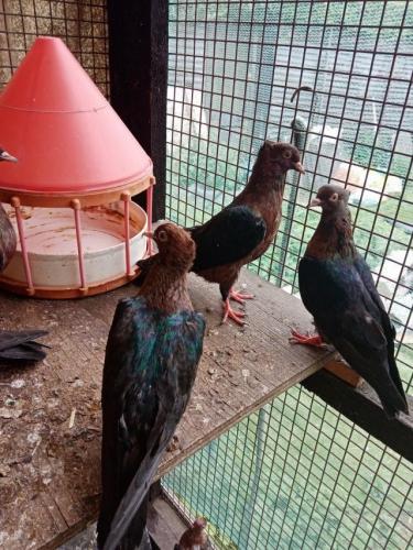 2020 archangel pigeons For Sale in Sheffield | Preloved