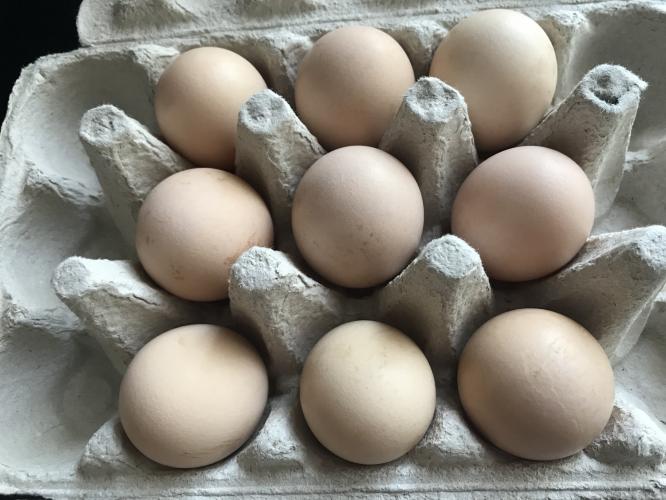 Buff Orpington Sitting Eggs For Sale in Crewkerne, Somerset Preloved