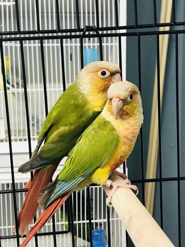 Baby pineapple Conure Talking Parrot For Sale in Nottingham Preloved