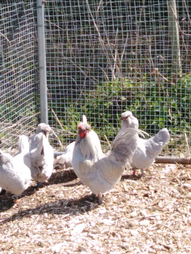 Araucana Bantam Hatching Eggs For Sale in Pewsey, Wiltshire Preloved