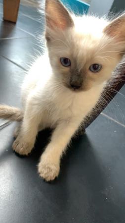 ragdoll kitten For Sale in Luton, Beds | Preloved