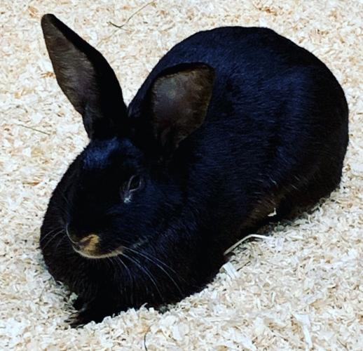 Belgian hare For Sale in Waterfoot, Lancashire Preloved
