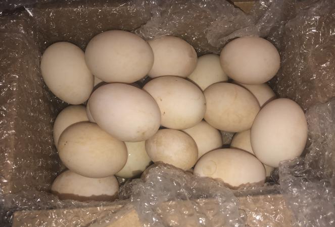 mandarin-duck-eggs-for-sale-in-uk-62-used-mandarin-duck-eggs