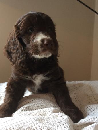 Cocker Spaniels Dogs Puppies For Sale In North Shields Preloved