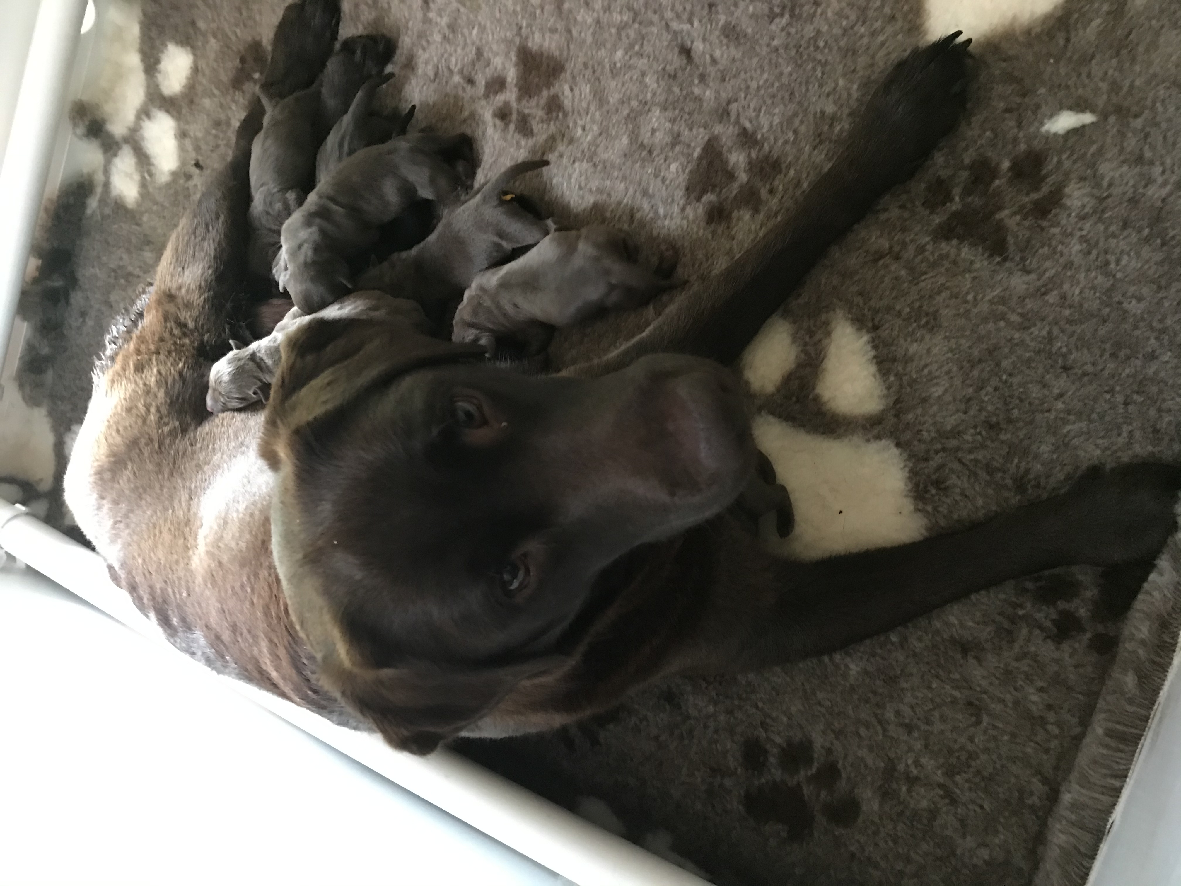 preloved chocolate labradors