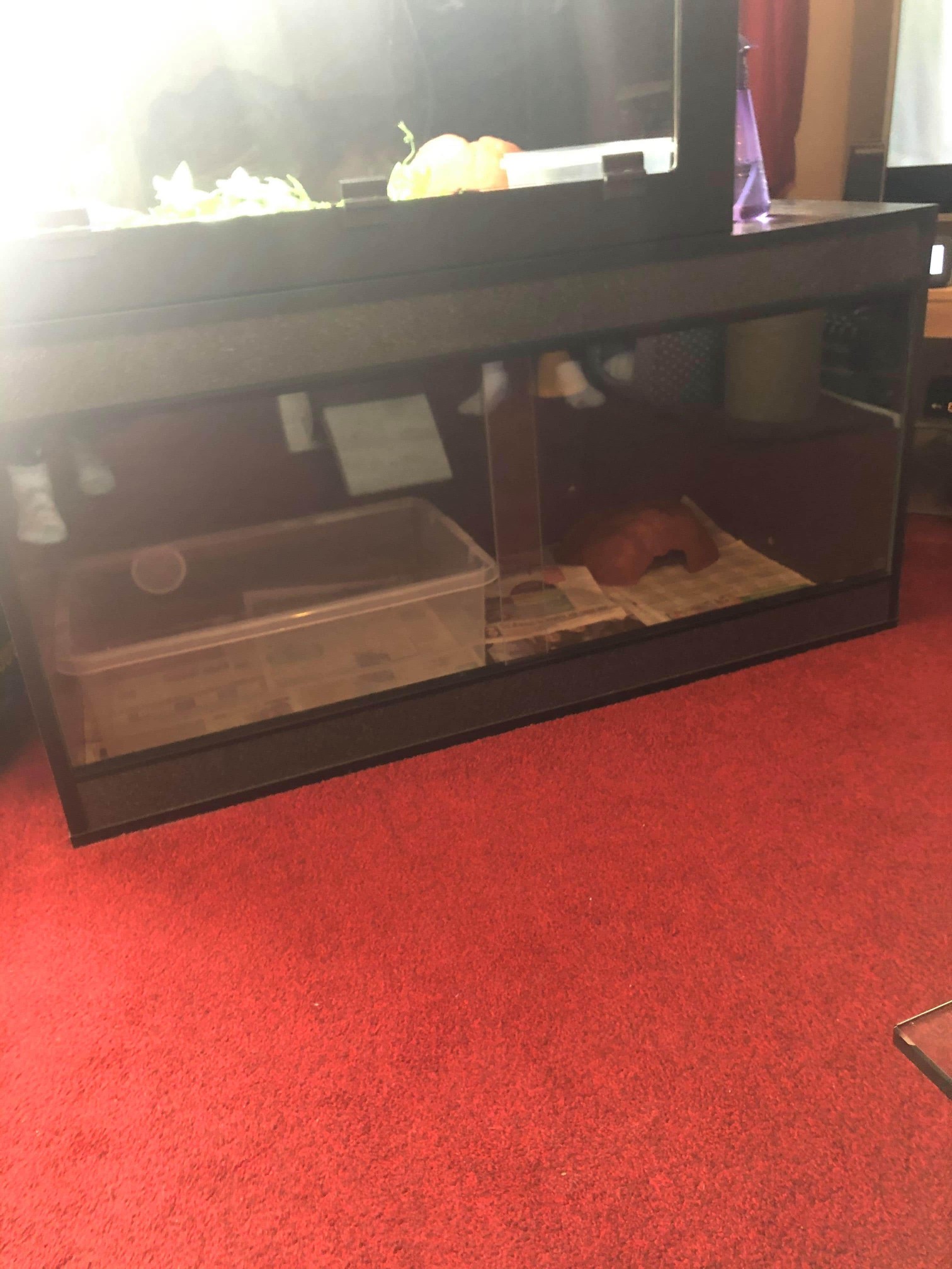 plastic vivarium