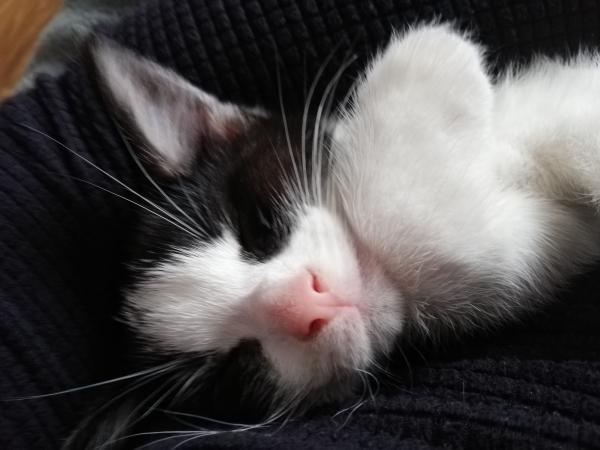 Cute kittens for sale. For Sale in Stockport, Cheshire | Preloved