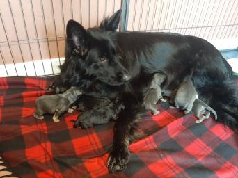 German Shepherd Puppies Kc Registered Dogs Puppies For Sale