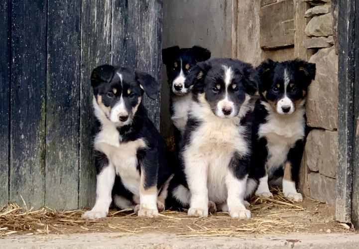 Border collie sheepdog puppies For Sale in Builth Wells, Powys Preloved