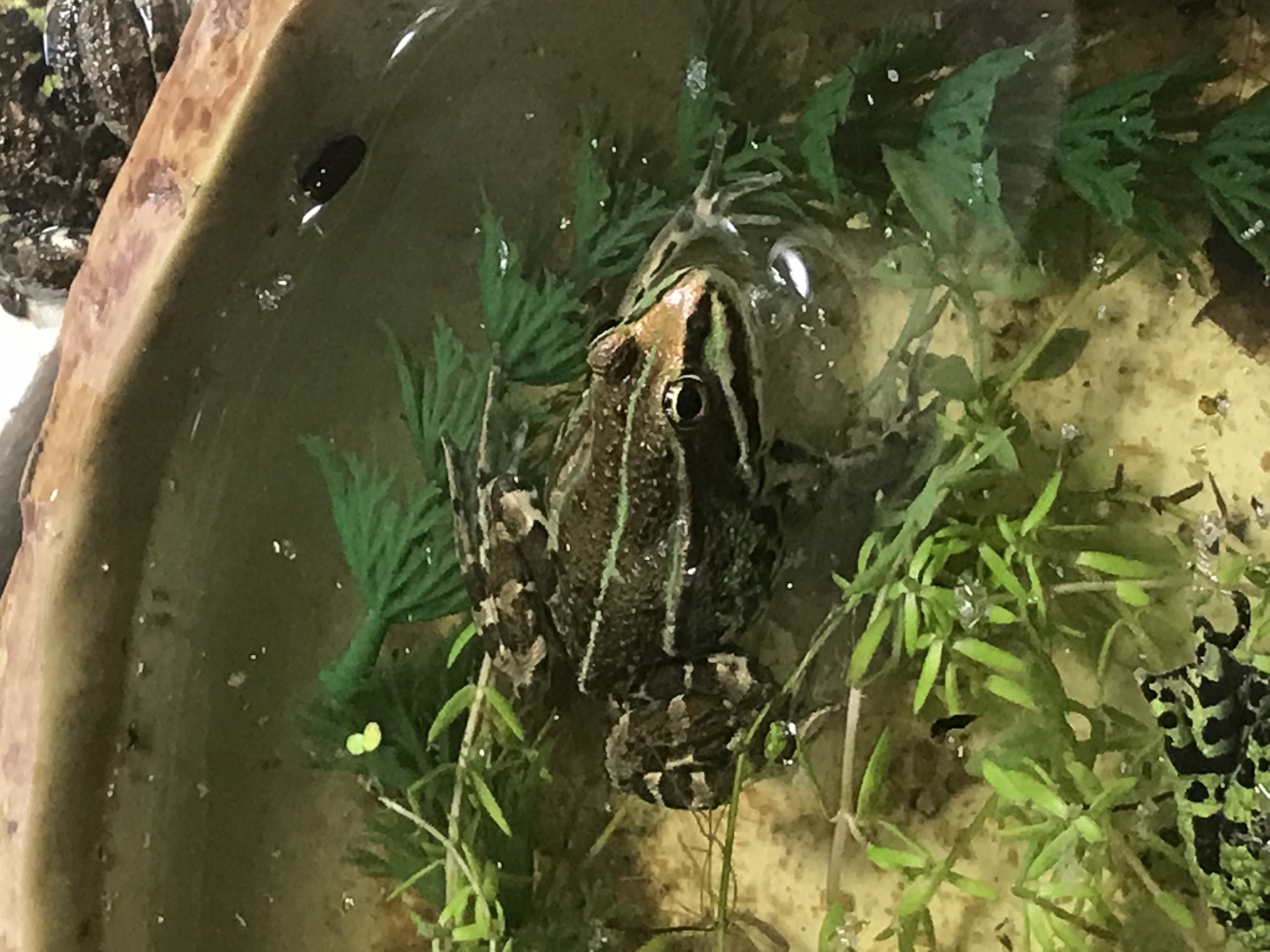 tadpoles for sale