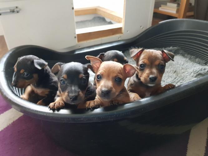 Jack Russell x miniature pinscher pups For Sale in ...