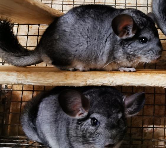 2 baby grey chinchilla males For Sale in Birmingham, West Midlands