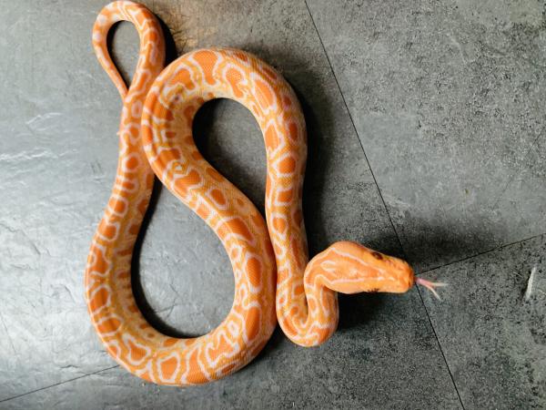 albino-het-labyrinth-burmese-python-babies-for-sale-in-ashton-under