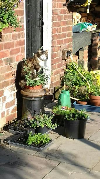 Long Haired Cats Kittens Rehome Buy And Sell In Stockport