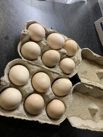 Silkies Hatching Eggs for sale in UK View 78 bargains
