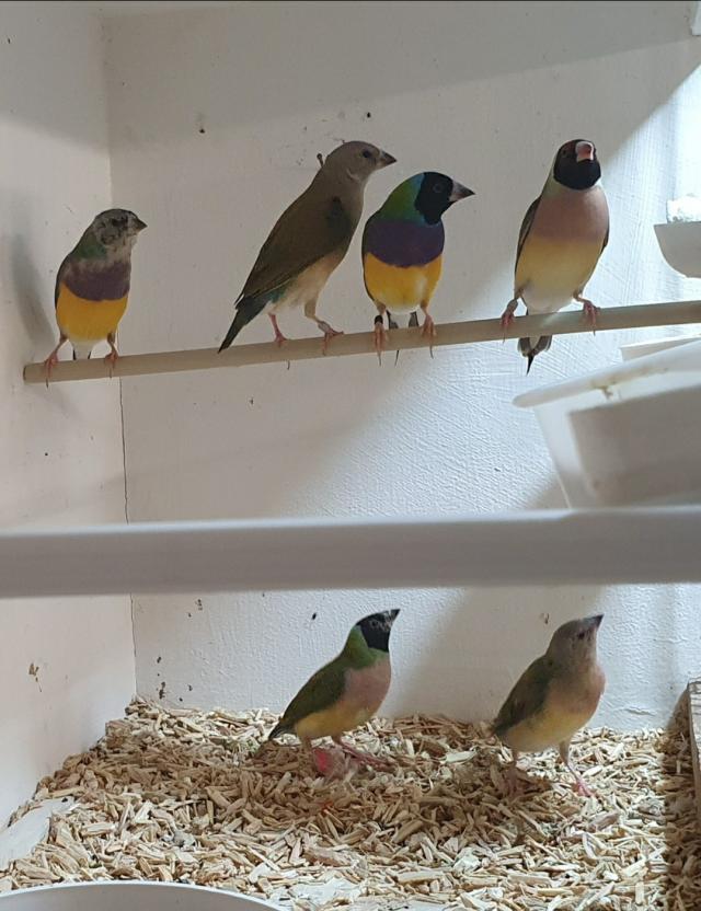 Gouldian Finches for Sale For Sale in Birmingham, West Midlands Preloved