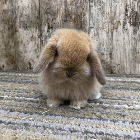 Quality Orange Mini Lop Rabbit Doe For Sale in Wolverhampton, West ...