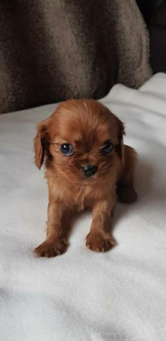king charles spaniel - Dogs & Puppies, Rehome Buy and Sell | Preloved