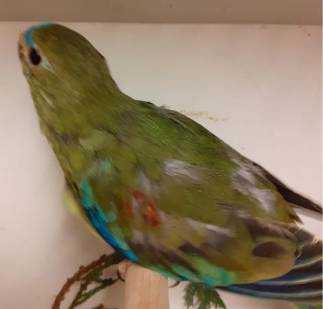 Turks (turquoisine grass parakeets) For Sale in Burslem, Staffs | Preloved