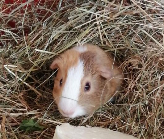 Help offered 4 hamsters and guinea pigs Service in Highbridge, Somerset