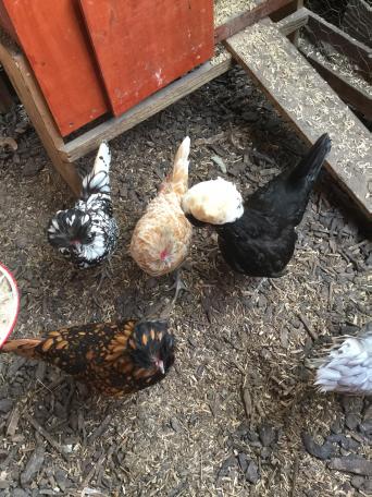 Polish Chickens Local Classifieds For Sale In Farnborough