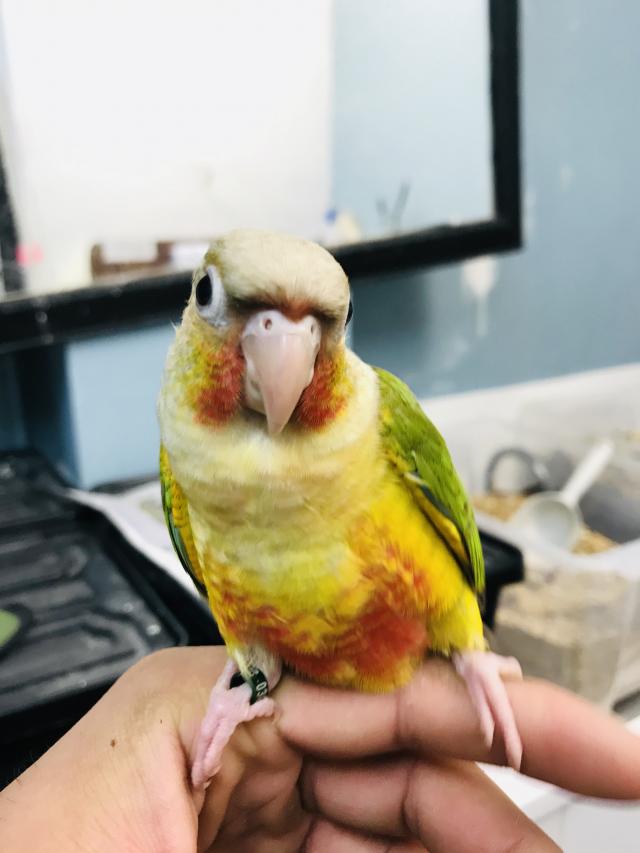 Fully Hand Reared Baby Pineapple Conure Talking Parrot For Sale in