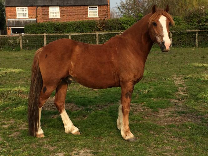 HORSE FOR SALE For Sale in Little Totham, Essex Preloved