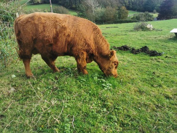 short legged dexter bull For Sale in Barrow-in-furness, Cumbria | Preloved