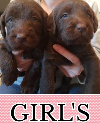 advertise my dog - Dogs & Puppies, For Sale | Preloved