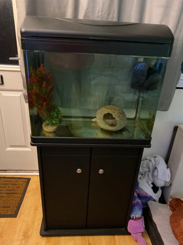 Axolotls/tank For Sale in Long Eaton, Derbyshire Preloved