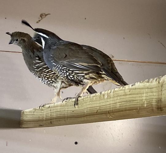 Californian quail pairs For Sale in Marks Tey, Colchester, Essex | Preloved