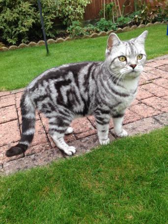 Silver Tabby - Cats & Kittens, Rehome Buy And Sell 