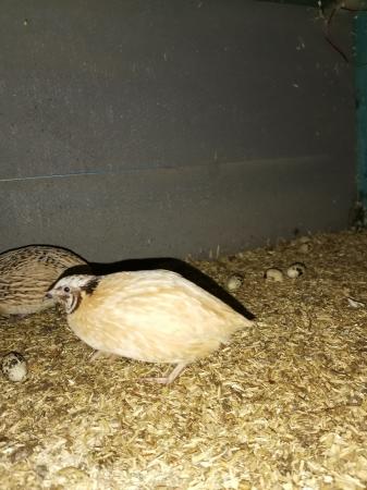 cotornix, European, celadon, white button, Japanese quails. For Sale in