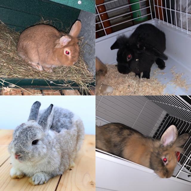Mixed Rabbits For Sale in Runcorn Preloved