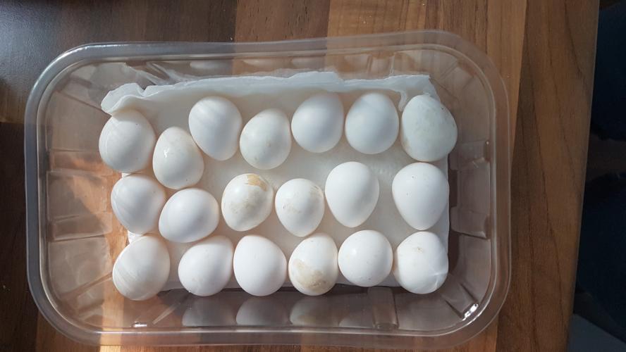 bobwhite snowflake quail hatching eggs for sale For Sale in Truro