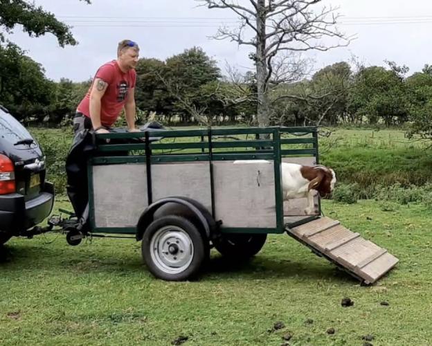 Small Livestock Trailer For Sale in Bridport, Dorset Preloved