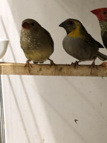 Cuban finches For Sale in Colchester, Essex | Preloved