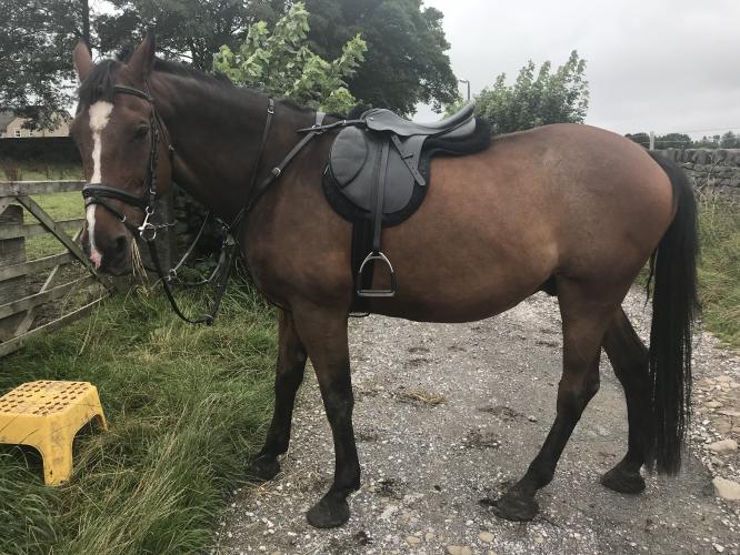Horse for part loan in Eldwick , Bingley For Loan in Eldwick, West Yorkshire Preloved