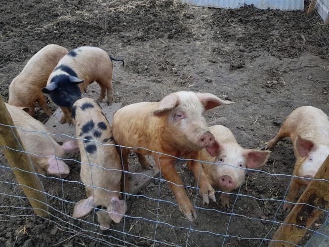 weaner pigs For Sale in Worcester, Worcestershire Preloved