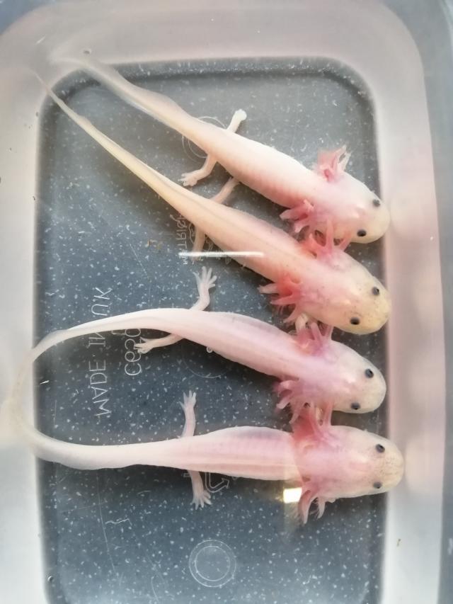 Axolotls For Forever Waters Dirty Lucy For Sale In Bournemouth Dorset Preloved