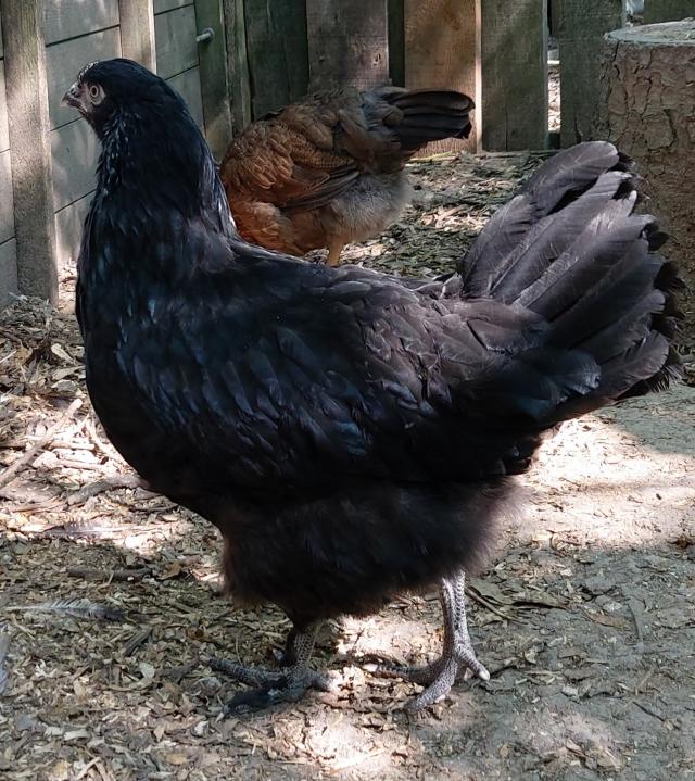 POL Pullets. Light Sussex, Welsummers, Black Marans. For Sale in