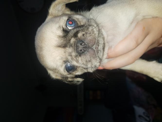 blue merle pug For Sale in Tewkesbury, Bredon Preloved